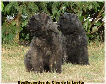 Chiots bouviers des flandres SITE WEB ELEVAGE DU CLOS DE LA LUETTE SPECIALISE POUR LE BOUVIER DES FLANDRES ©